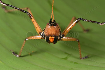 Large grasshopper (Orthoptera sp) bullying attitude with raised front legs  Andasibe  Perinet  Alaotra-Mangoro Region  Madagascar