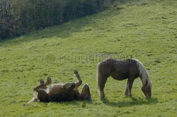 Horses comtois grazes about it in high Doubs