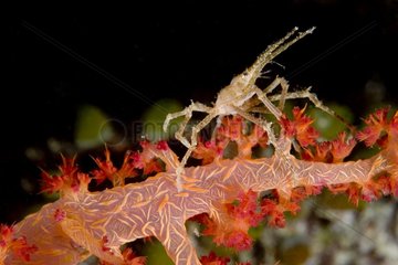 Spider crab on a sea fan Togian Indonesia