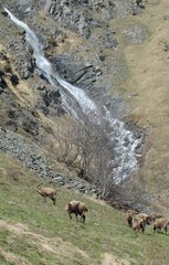 Ibex grazing in a mountain pasture Vanoise France