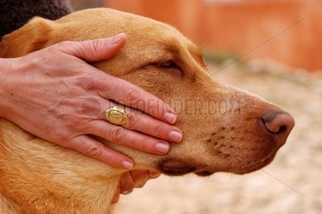 Main caressant la tête d'un chien