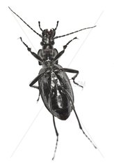 Ventral view of a Ground beetle on white background