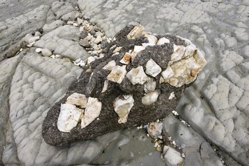 Conglomerate rocks on coast of Kaikoura New Zealand