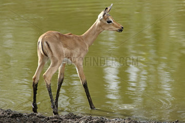 Young Impala (Aepyceros melampus) drinking at a waterhole in drought  Kruger  South Africa