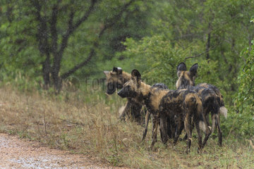 African Wild Dog (Lycaon pictus) pack in the rain  South Africa  Kruger national park