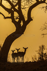 Common Impala (Aepyceros melampus) in Kruger National park  South Africa