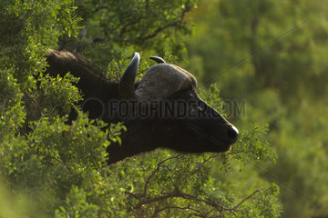African Buffalo (Syncerus Caffer) portrait  Kruger national park  South Africa