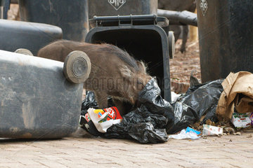 Warthog (Phacochoerus africanus) feeding in garbage  Botswana
