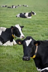 Herd of Holstein cows lying in the meadow