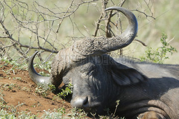 African Buffalo (Syncerus caffer) sleeping  Kruger NP  South Africa