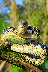 Jansens Rat Snake (Gonyosoma jansenii) on a branch  North Sulawesi