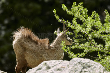 Alpine chamois (Rupicapra rupicapra) in spring  Mercantour National Park  Alps  France
