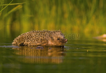 Common Hedgehog (Erinaceus europaeus) having a bath  on a hot summer day  Huesca  Spain