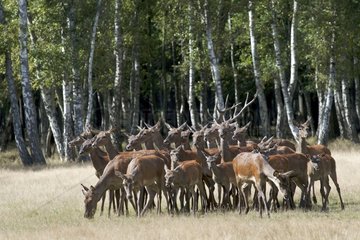 Deer and hinds during the slab Forêt Rambouillet France