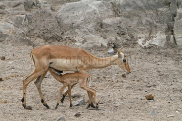 Impala (Aepyceros melampus) female nursing her young  Kruger  South Africa