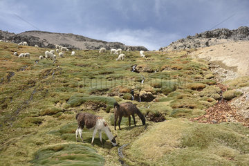 Herd of Alpacas (Vicugna pacos) in the Reserva Nacional Salinas and Aguada Blancas  Arequipa Region  Peru