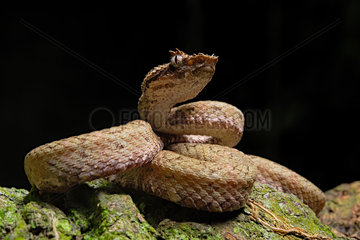 Eyelash viper (Bothriechis schlegelii) on black background  Costa Rica