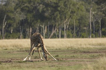 Masai giraffe eating ground Masai Mara Kenya