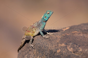 Blue-throated Agama (Acanthocercus atricollis) warming in the early morning sun  Namibia