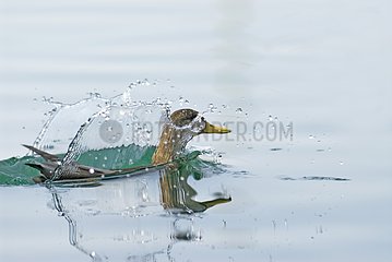 Female duck splashing while bathing