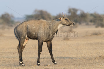 Nilgai or blue bull (Boselaphus tragocamelus)  male  Bikaner  Rajasthan  India