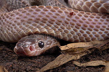 African ground snake (Gonionotophis sp) Burrowing species that feeds on other snakes  including venomous.