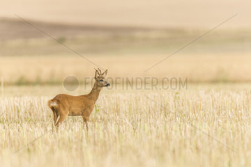 Roe deer (Capreolus capreolus in a field harvested in summer  Rougemont  Burgundy  France