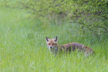 Red Fox (Vulpes vulpes) on the edge of a hedge in spring  Hesse  Germany