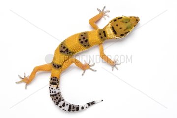 Common leopard Gecko walking in studio
