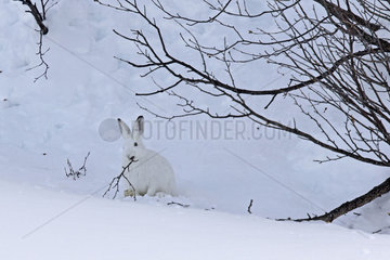 Mountain Hare (Lepus timidus) eating twig in white winter coat in the Alps  Valais  Switzerland.