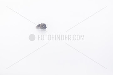Coypu (Myocastor coypus) feeding in the fog  Dombes  France