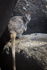 Mareeba Rock-Wallaby (Petrogale mareeba) on rock  Atherton plateau  Queensland  Australie