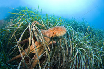 Common Octopus (Octopus vulgaris) in dea grass  France  Mediterranean Sea