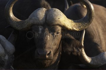 Cape Buffalo Kruger National Park South Africa