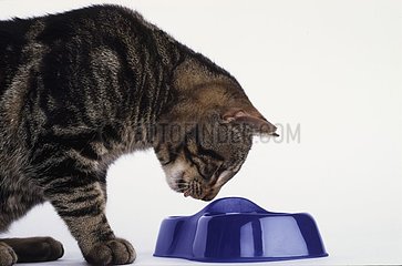 Chat rayé mangeant dans sa gamelle en plastique en studio