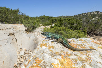Ibiza wall lizard (Podarcis pityusensis) on rock  Illa Conillera  Balearic Archipelago  Spain
