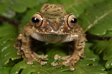 Bright-eyed Frog (Boophis entingae)  Andasibe  Perinet  Alaotra-Mangoro Region  Madagascar