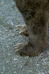 Large plan of legs of brown bear Denali National park