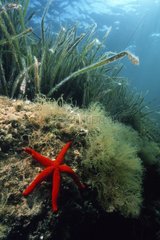 Red starfish on a rock Capo Caccia Sardinia Italia