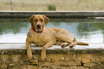 Hund liegt in der Nähe eines Wasserbeckens Frankreich