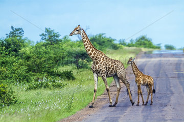 Giraffe (Giraffa camelopardalis) and young croosing a road  Kruger National park  South Africa
