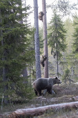 Brown bear (Ursus arctos) and cubs one year old climbing on tree  Finland