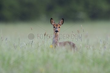 Roe in moulting coat in a meadow in spring France