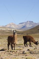 Lamas on the Altiplano Bolivia