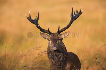 Red Deer (Cervus elaphus) portrait of male  Ardennes  Belgium