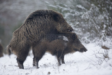 Wild boar (Sus scrofa) mating in snow  Ardennes  Belgium