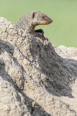 Dwarf Mongoose (Helogale parvula)  coming out of a termite mound by curiosity  Masai-Mara Reserve  Kenya