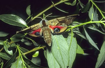 Sphinx Sharp Eyespot laying its eggs on a leaf France