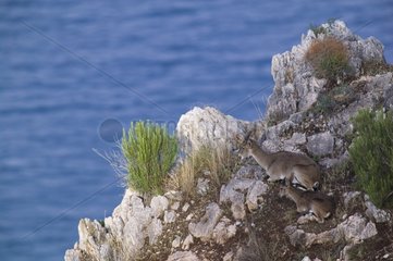 Spanish Ibex Los Acantilados de Maro-Cerro Gordo Spain