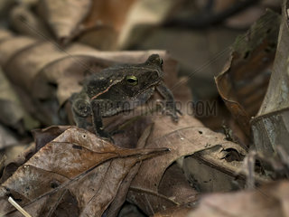 Leaflitter Toad (Rhinella alata)  on leaflitter forest floor  darien  Panama  March